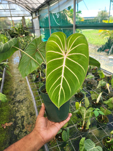 Philodendron ‘Gloriosum’ GROWERS CHOICE