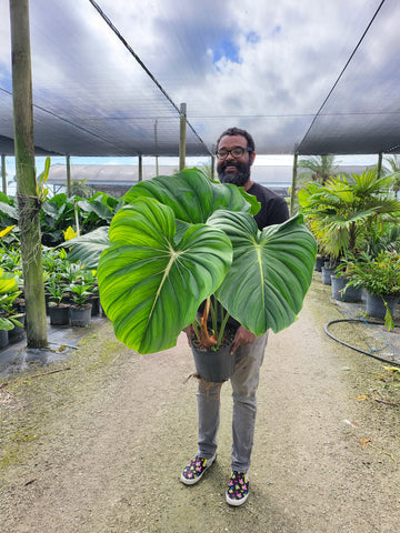 Philodendron ‘Dean McDowell’ GROWERS CHOICE