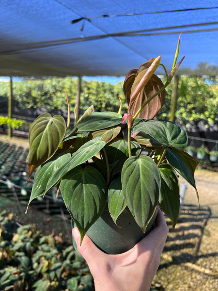 Philodendron ’Micans’ GROWERS CHOICE