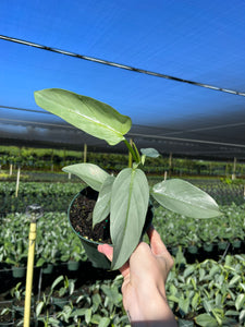 Philodendron ’Silver Sword’ GROWERS CHOICE